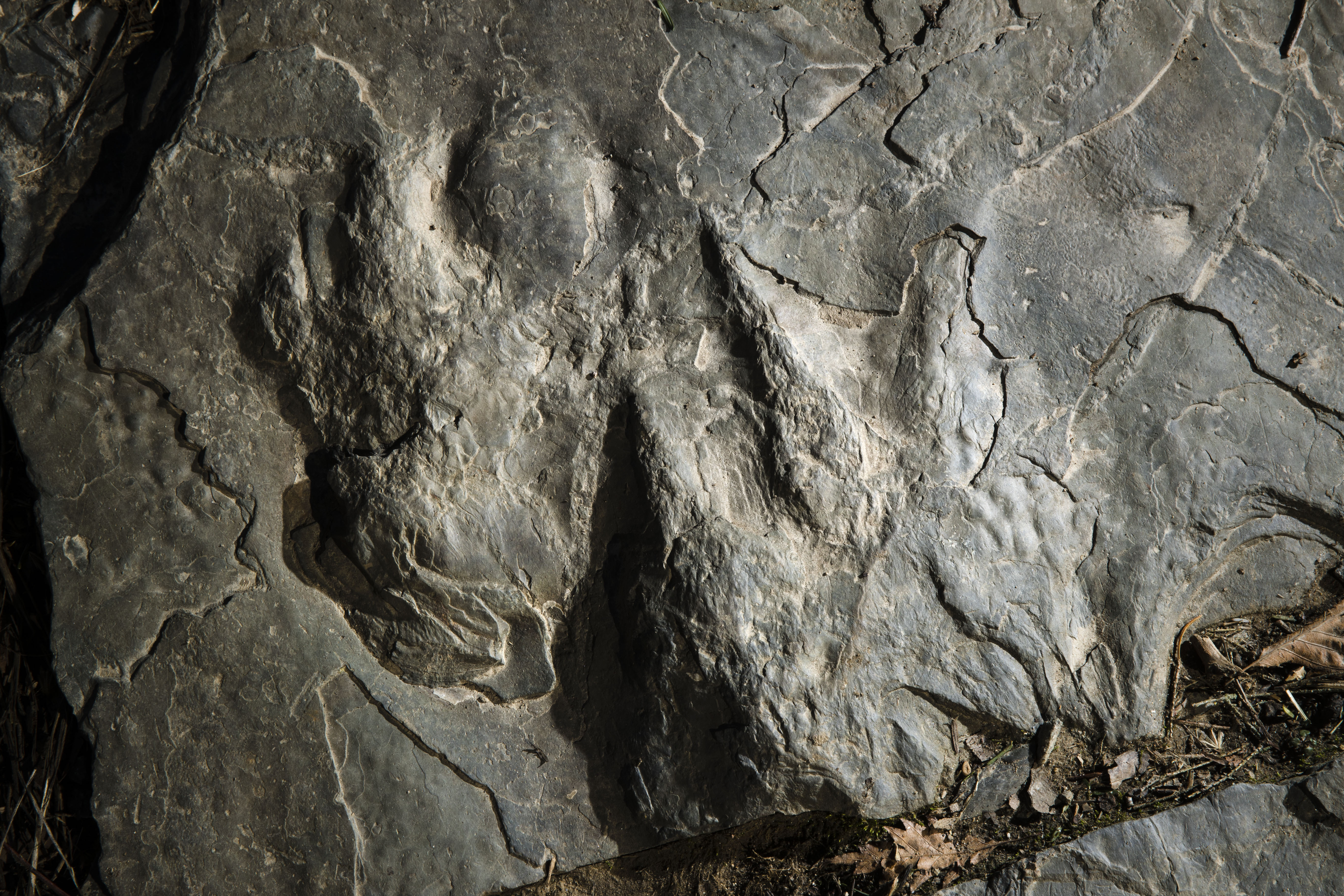 In this Feb. 28, 2019 photo, a fossilized dinosaur footprints are shown on a paving stone at the Valley Forge National Historical Park in Valley Forge, Pa. A volunteer at the park outside Philadelphia recently discovered dozens of fossilized dinosaur footprints on flat rocks used to pave a section of hiking trail. (Matt Rourke, AP Photo)