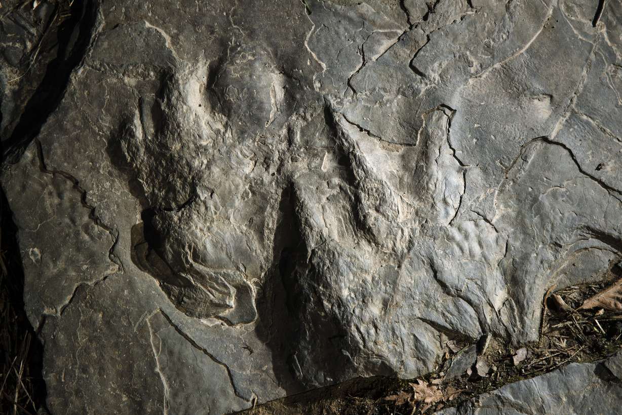 In this Feb. 28, 2019 photo, a fossilized dinosaur footprints are shown on a paving stone at the Valley Forge National Historical Park in Valley Forge, Pa. A volunteer at the park outside Philadelphia recently discovered dozens of fossilized dinosaur footprints on flat rocks used to pave a section of hiking trail. (Matt Rourke, AP Photo)