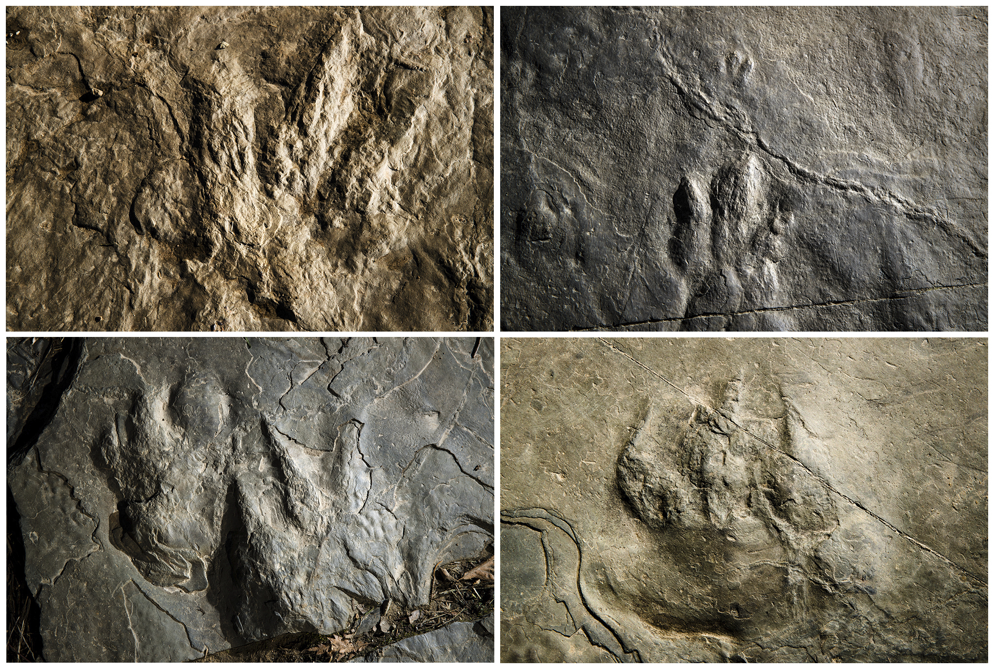 Dozens of dinosaur tracks found at Valley Forge park