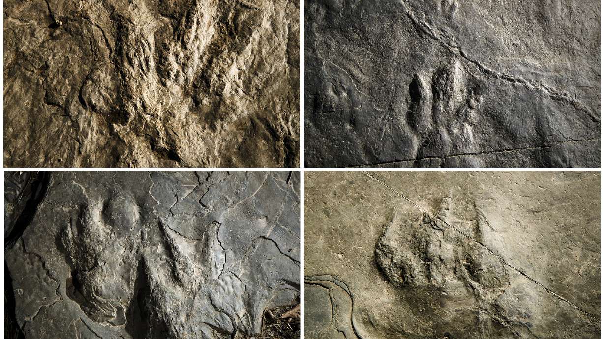 Dozens of dinosaur tracks found at Valley Forge park