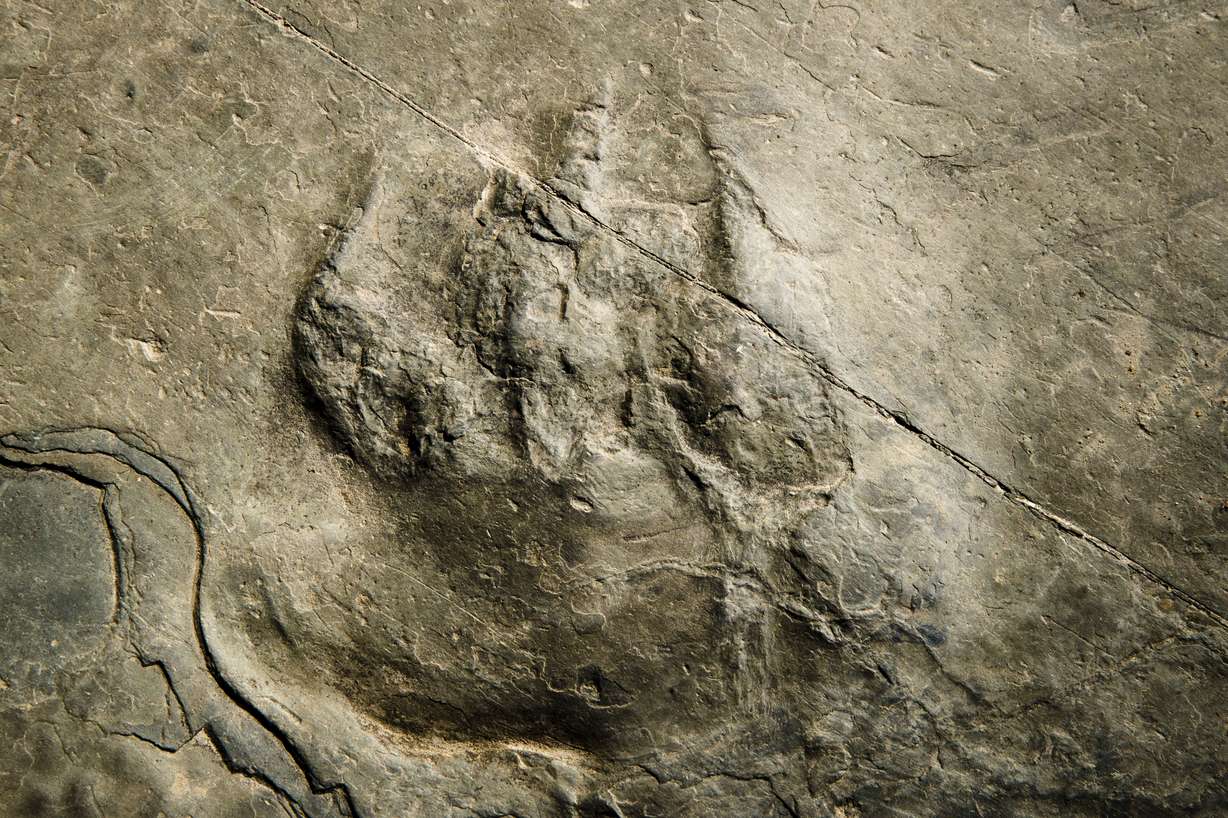 In this Feb. 28, 2019 photo, a fossilized footprint from a non-dinosaur reptile, a relative of the modern crocodile, is shown on a paving stone at the Valley Forge National Historical Park in Valley Forge, Pa. A volunteer at the park outside Philadelphia recently discovered dozens of fossilized dinosaur footprints on flat rocks used to pave a section of hiking trail. (Matt Rourke, AP Photo)