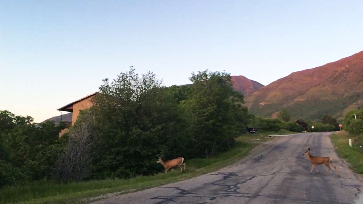 Deer migration and daylight saving time bring hazards to Utah drivers