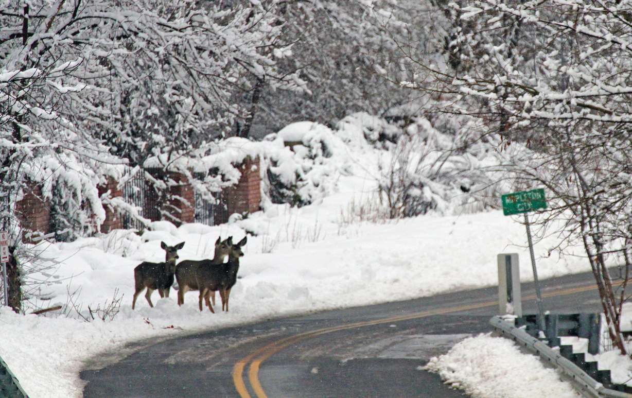 Deer near a road in Mapleton; Photo from the Division of Wildlife Resources
