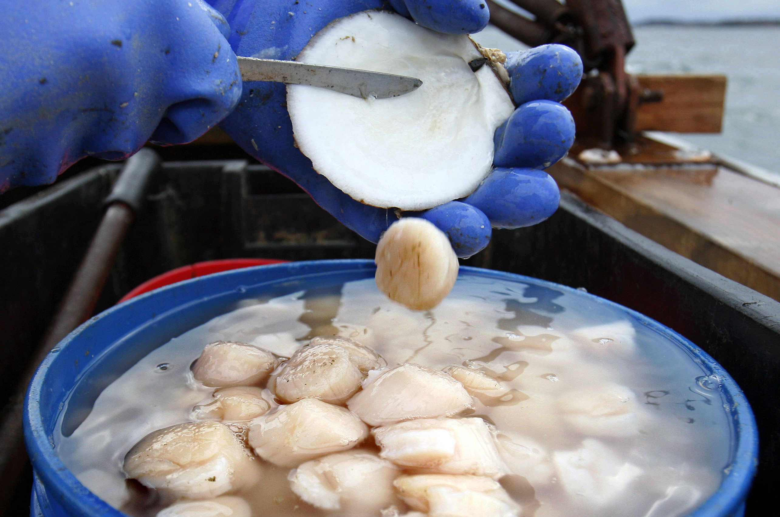 Maine shelled out fewer prized scallops in 2018