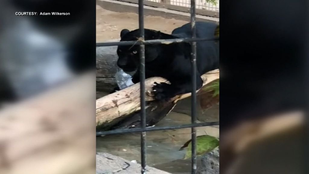 Woman attacked by a jaguar while taking a photo apologizes to the Arizona zoo