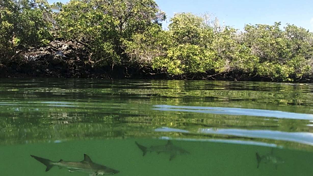 Researchers find hammerhead 'nursery' off Galapagos Island