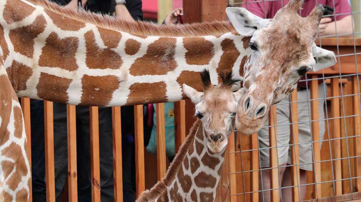Oh, baby: April the Giraffe is about to give birth again