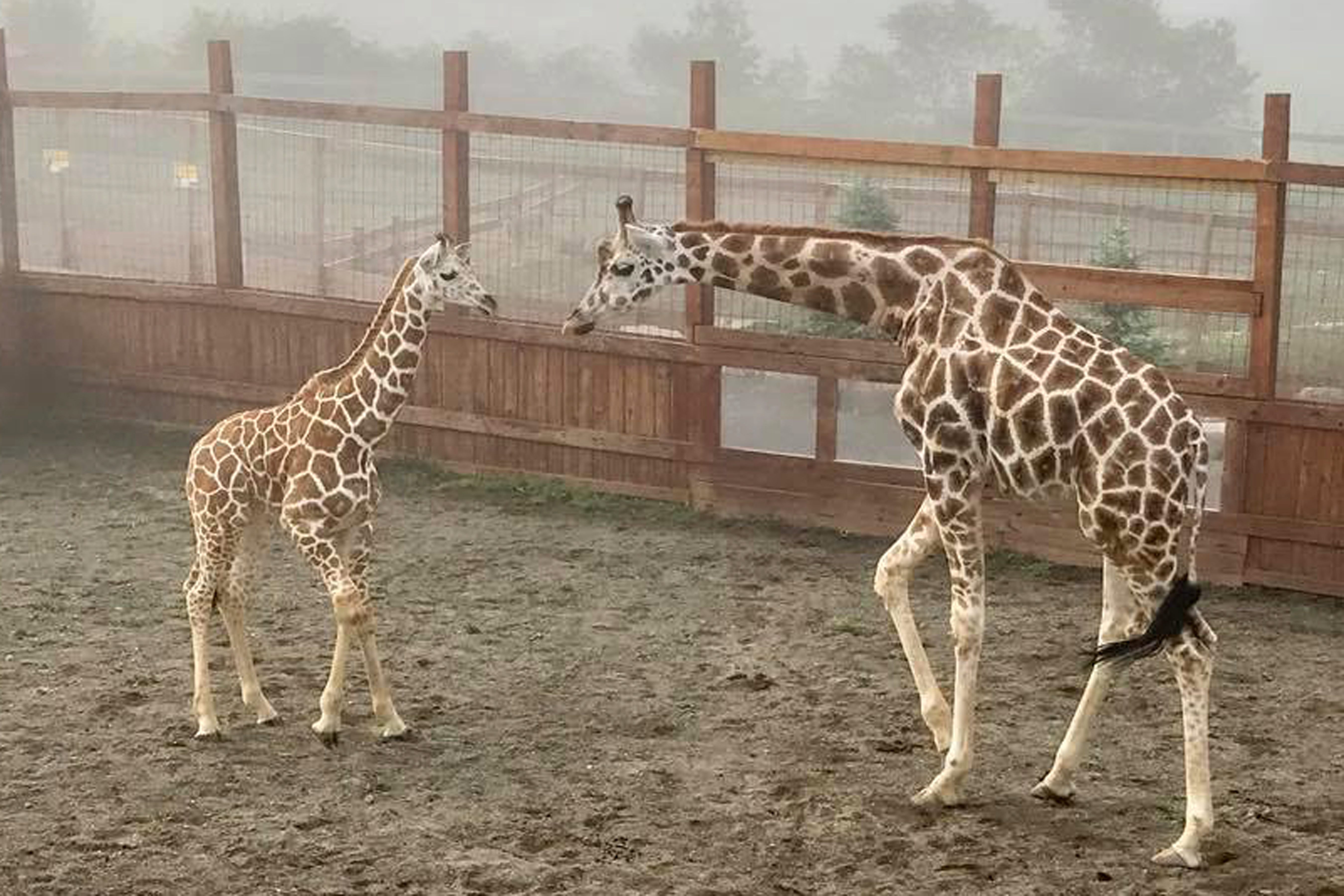 In this undated file photo provided by Animal Adventure Park, April the giraffe and her offspring Tajiri are shown in their enclosure in Harpursville, N.Y. April is pregnant again and the staff at Animal Adventure Park are waiting for her to deliver at any moment. (Animal Adventure Park via AP, File)