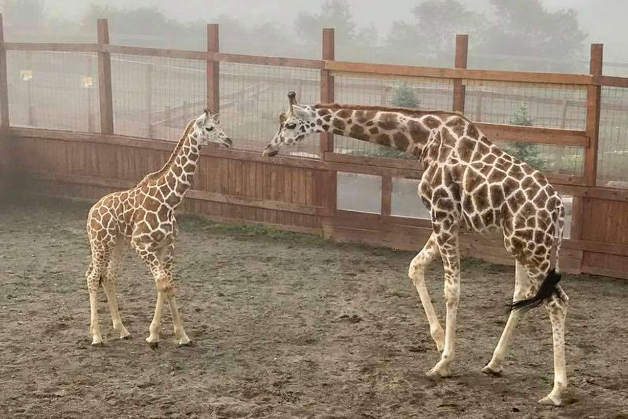 In this undated file photo provided by Animal Adventure Park, April the giraffe and her offspring Tajiri are shown in their enclosure in Harpursville, N.Y. April is pregnant again and the staff at Animal Adventure Park are waiting for her to deliver at any moment. (Animal Adventure Park via AP, File)