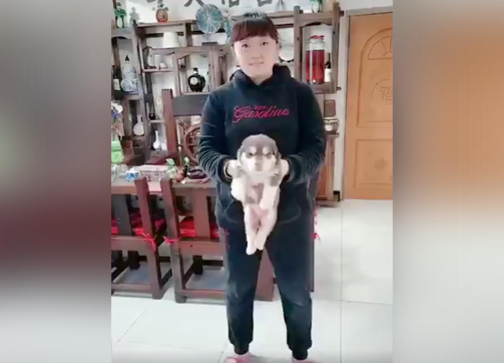 Have You Seen This? Timelapse video shows cute puppy turn into massive dog