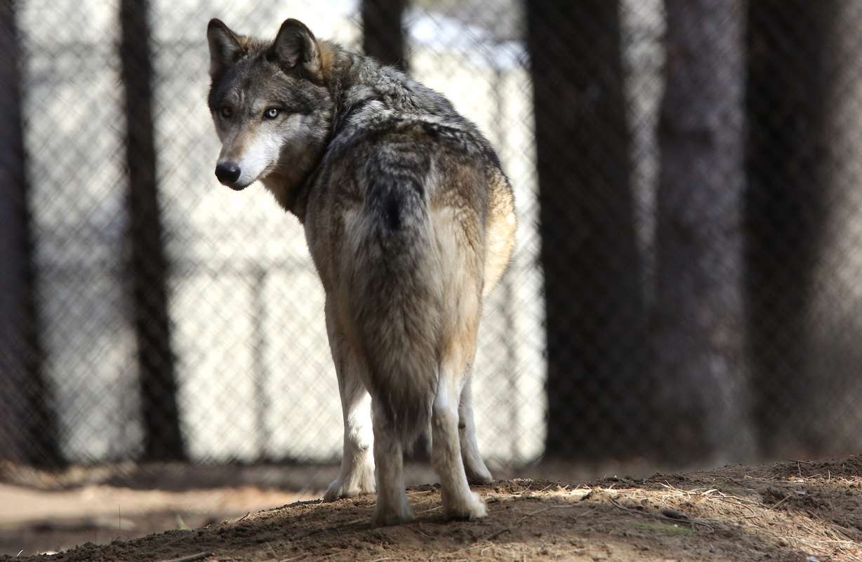 In this April 11, 2018 file photo, a gray wolf stands at the Osborne Nature Wildlife Center south of Elkader, Iowa. U.S. wildlife officials plan to lift protections for gray wolves across the Lower 48 states, re-igniting the legal battle over a predator that’s run into conflicts with farmers and ranchers after rebounding in some regions, an official told The Associated Press. (Dave Kettering/Telegraph Herald via AP, File)