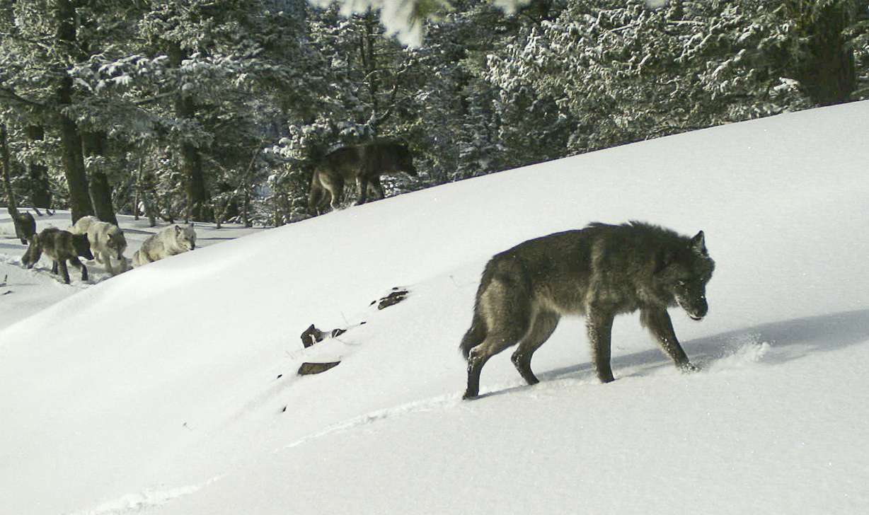 In this Feb. 1, 2017, photo released by the Oregon Department of Fish and Wildlife, the Snake River wolf pack is captured by a remote camera photo in Hells Canyon National Recreation Area in Wallowa County, Ore. A proposal to strip gray wolves of their remaining federal protections could clip the predators' rapid expansion across vast swaths of the U.S. West and Great Lakes. (Oregon Department of Fish and Wildlife via AP)