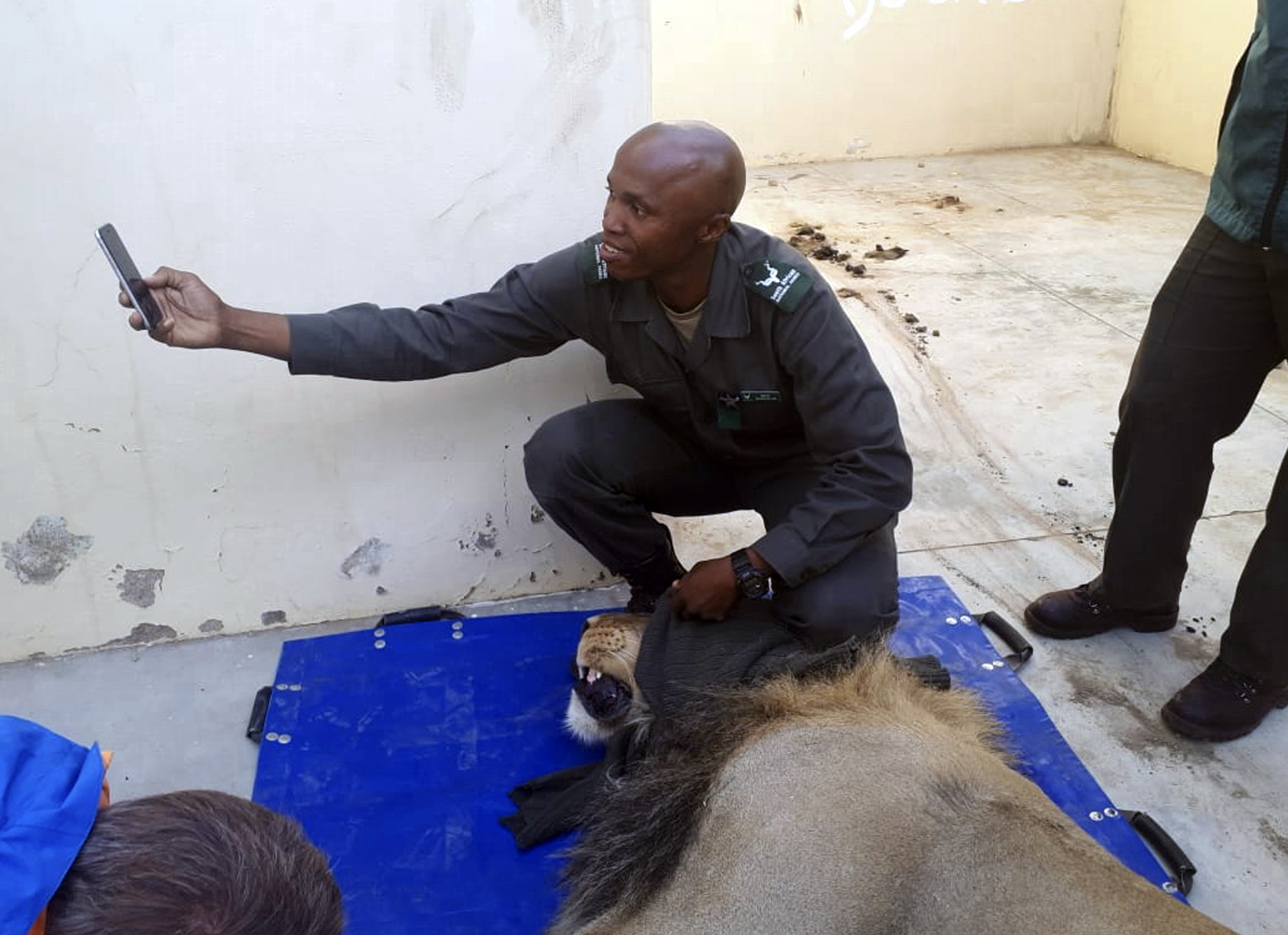 Escaped lion spends night in jail cell in South Africa