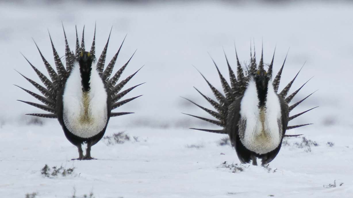 US eases land restrictions meant to protect bird in West