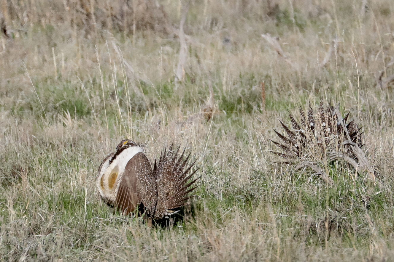 Sage grouse plans spark anger, praise in Western states