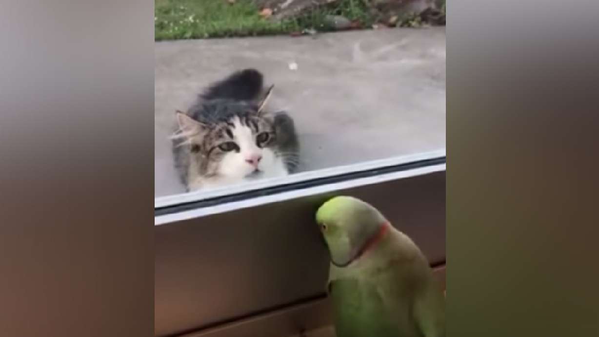 Have You Seen This? Parakeet peekaboo with cat goes viral