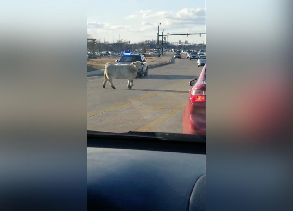 Have You Seen This? Cow crosses road, goes to Chick-fil-A