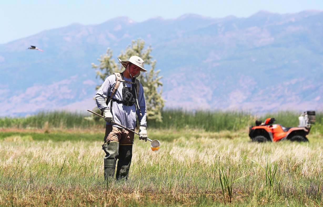 Spencer Black, with the Mosquito Abatement District-Davis, checks for mosquitoes and spreads insecticide in North Salt Lake on Monday, June 4, 2018. (Photo: Scott G Winterton, KSL)
