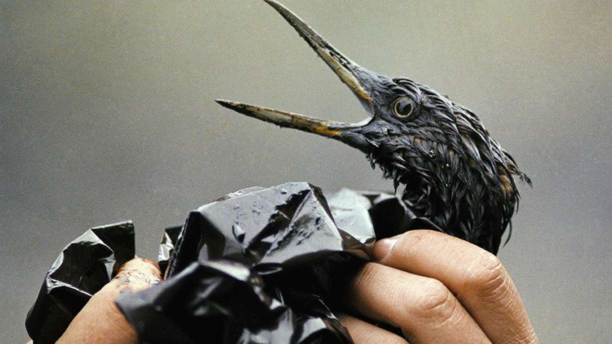 AP PHOTOS: Exxon Valdez oil spill inflicted lasting wounds
