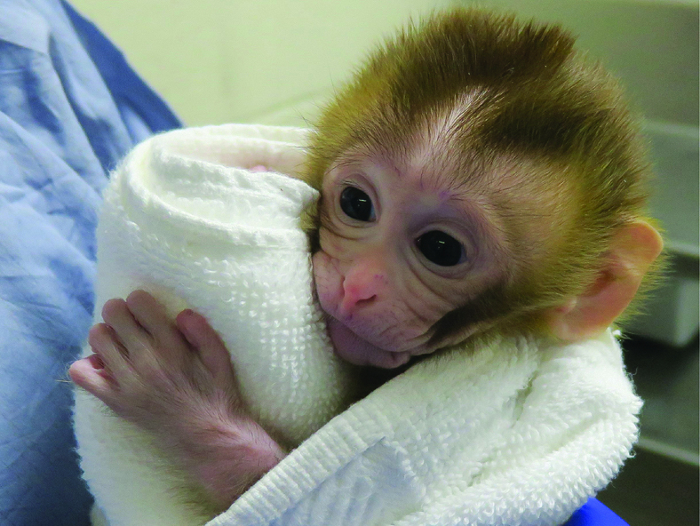 Monkey birth a step to saving fertility of boys with cancer