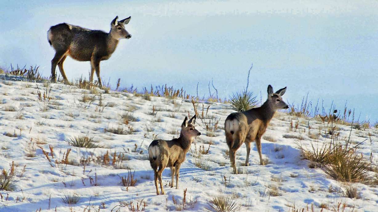 Interior boss order aims to protect US public land access