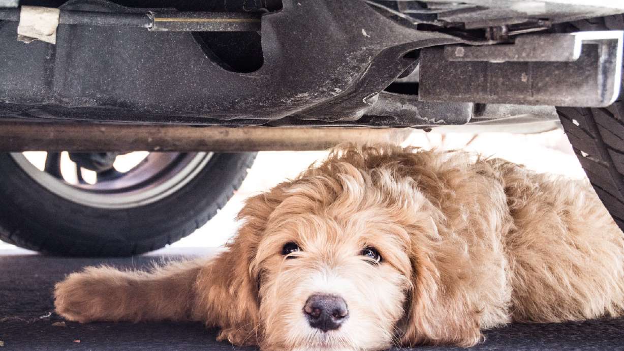 Photos: National Puppy Day 2019