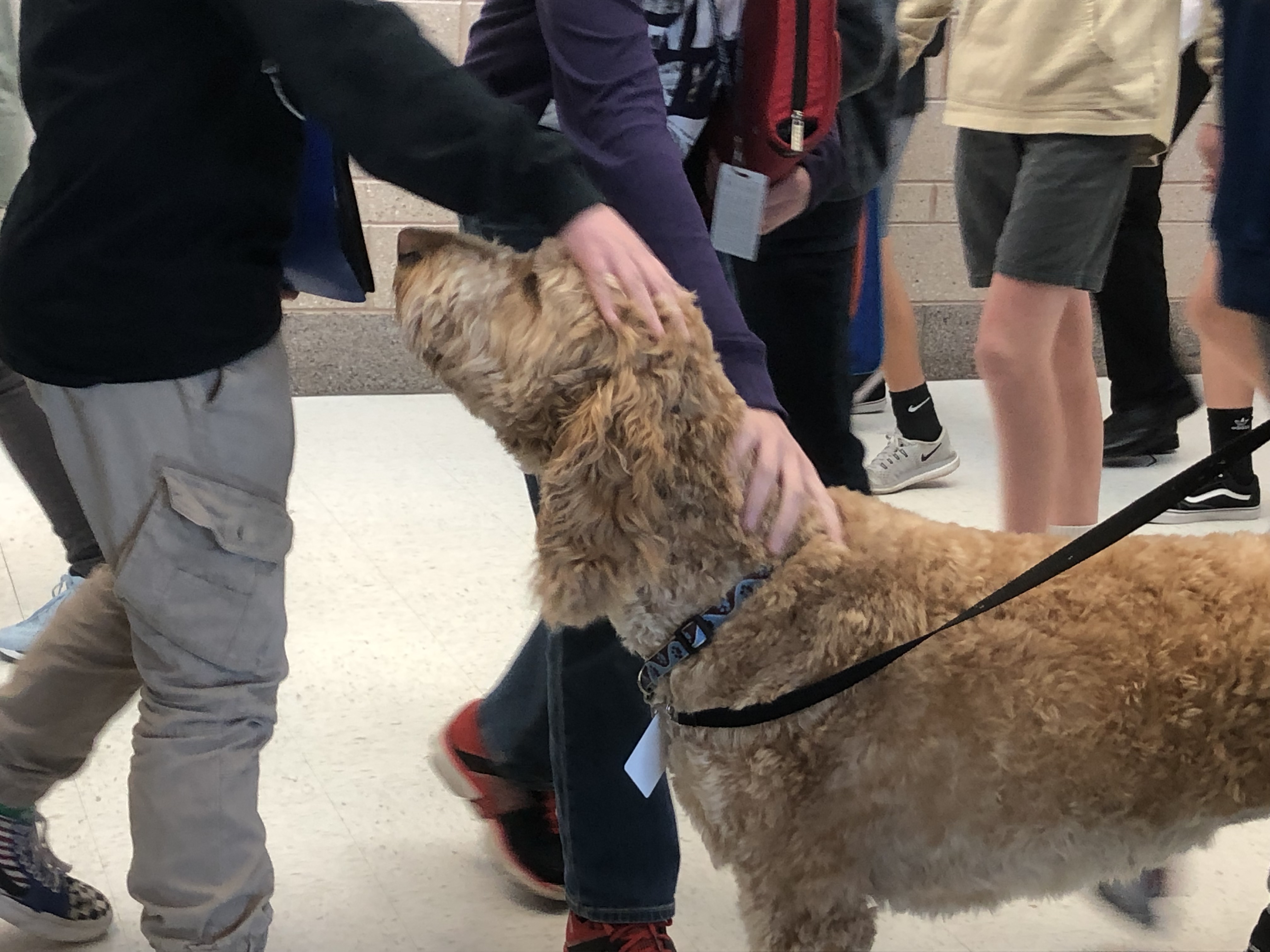 Students walking to their next class pet Bentley in the hallway of South Ogden Jr. High School. (Photo: Alex Cabrero, KSL TV)