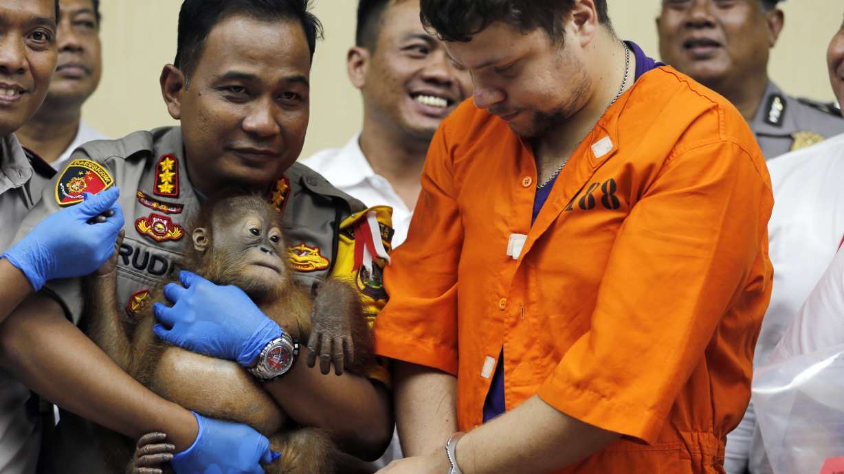 Indonesia says arrested Russian smuggled orangutan, lizards