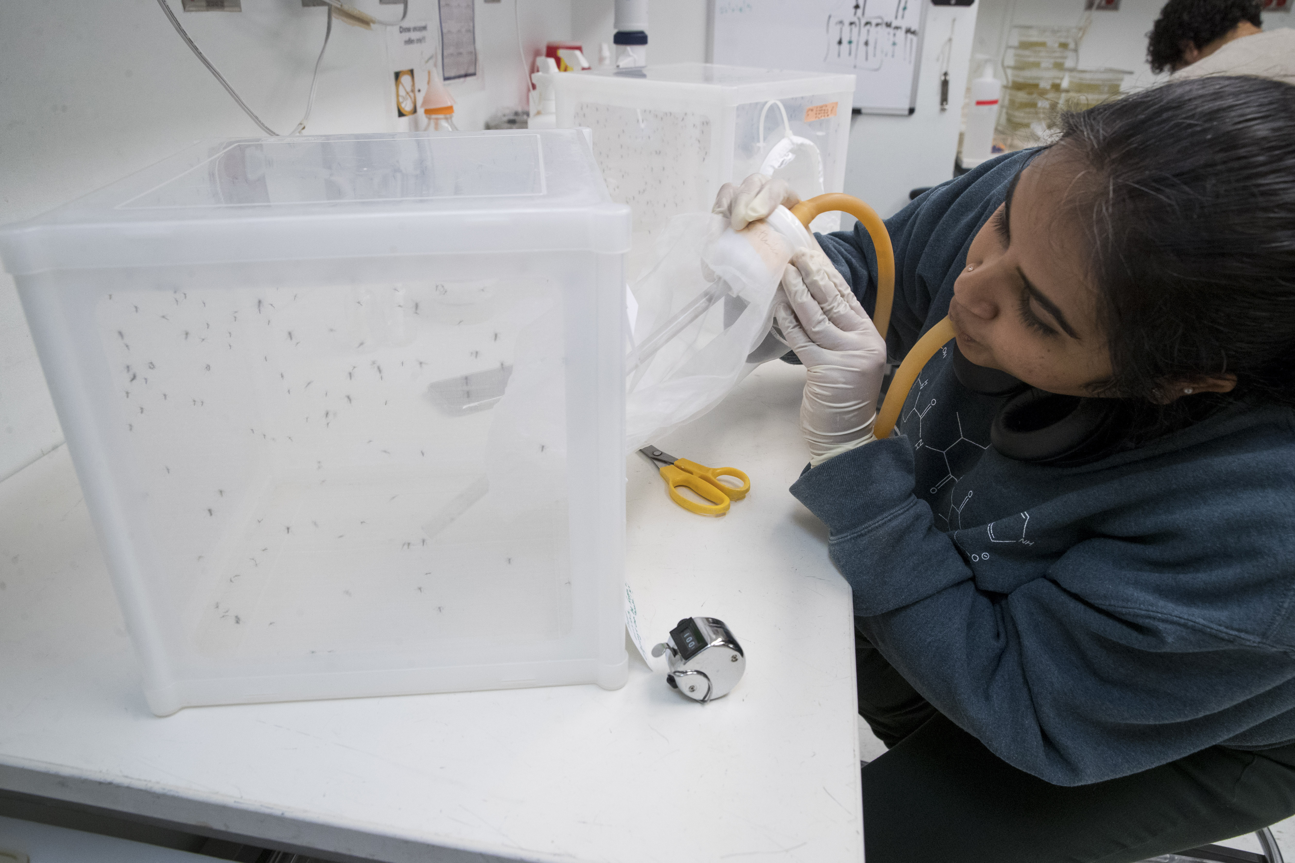 Science Says: Why scientists prize plant, animal genomes