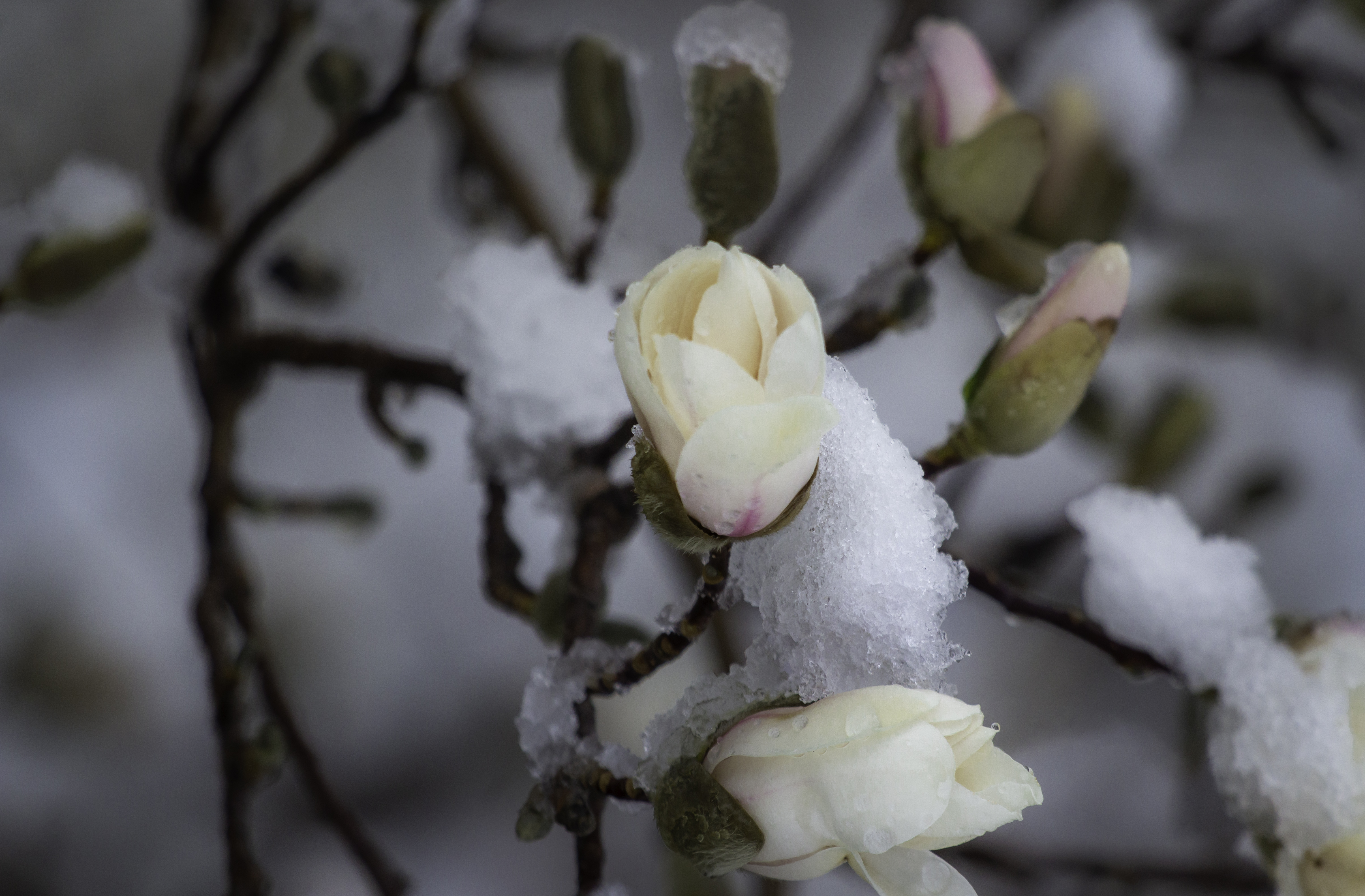 Snowfall on a blossom tree at Memory Grove in Salt Lake City on Friday, March 29, 2019. (Photo: Carter Williams, KSL.com)