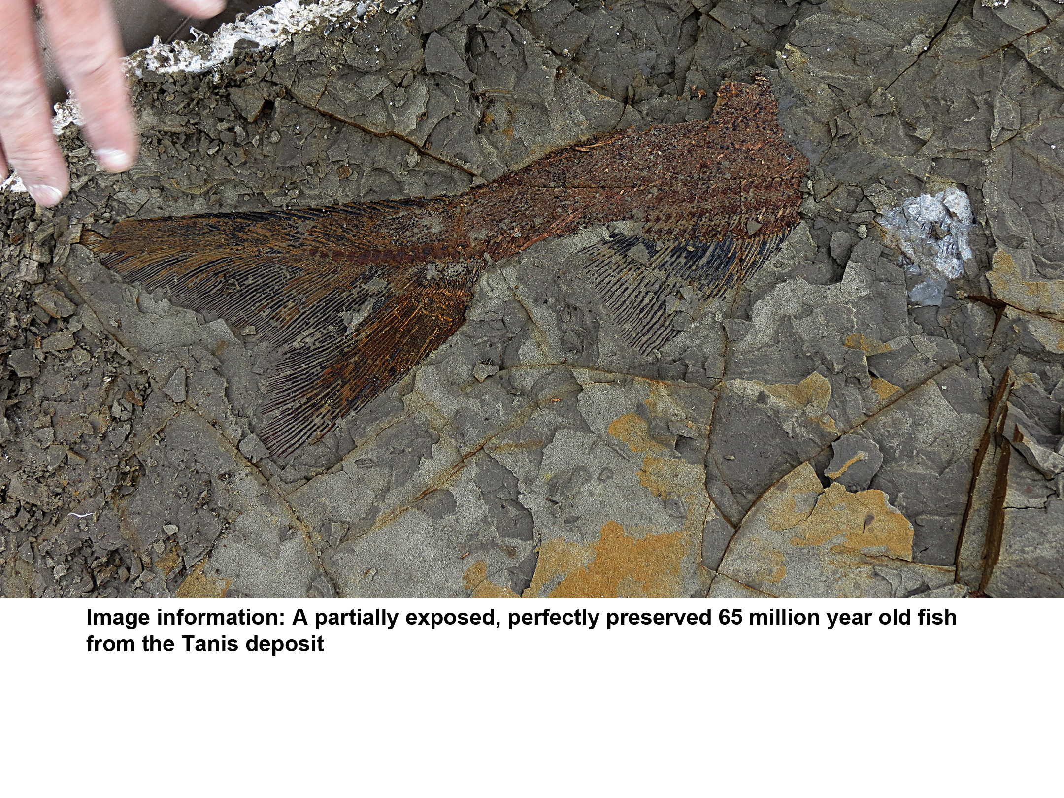 (Photo: Robert DePalma, University of Kansas)