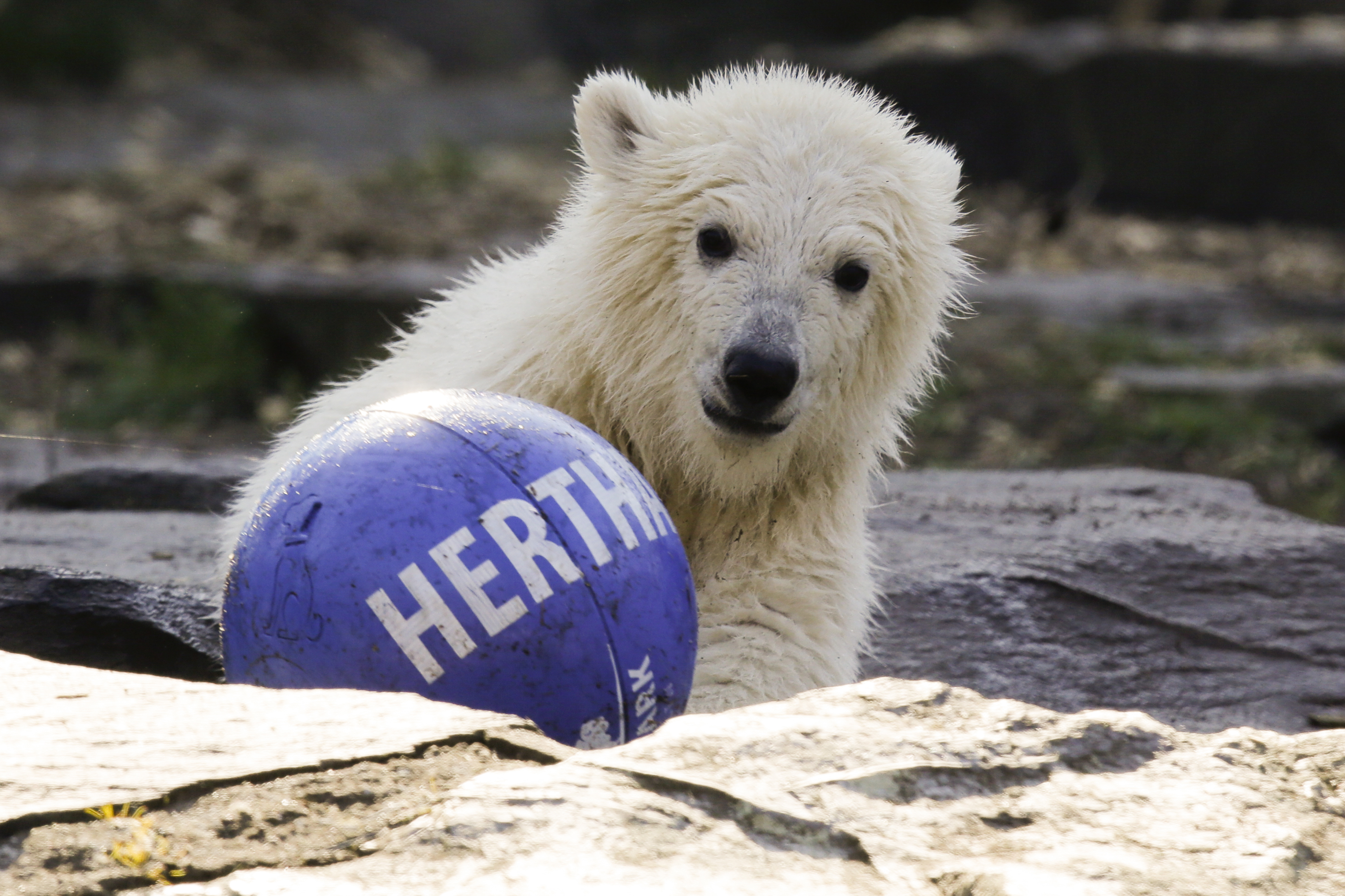 Berlin zoo unveils name of latest polar bear cub