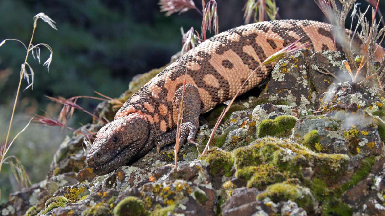 The Gila monster is Utah's official state reptile
