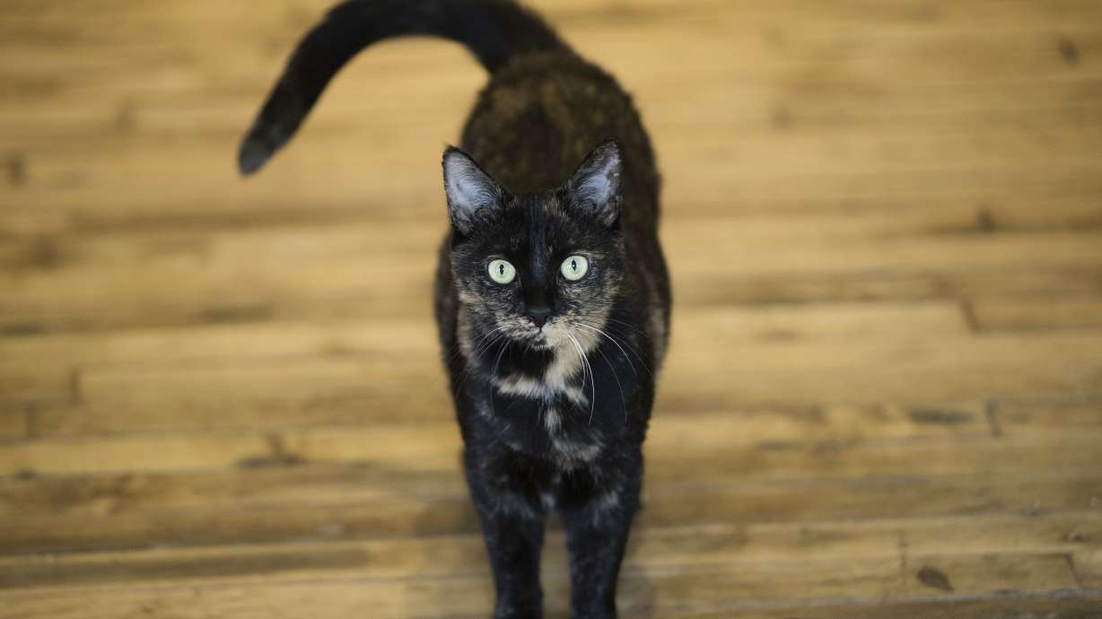 Meow hear this: Study says cats react to sound of their name