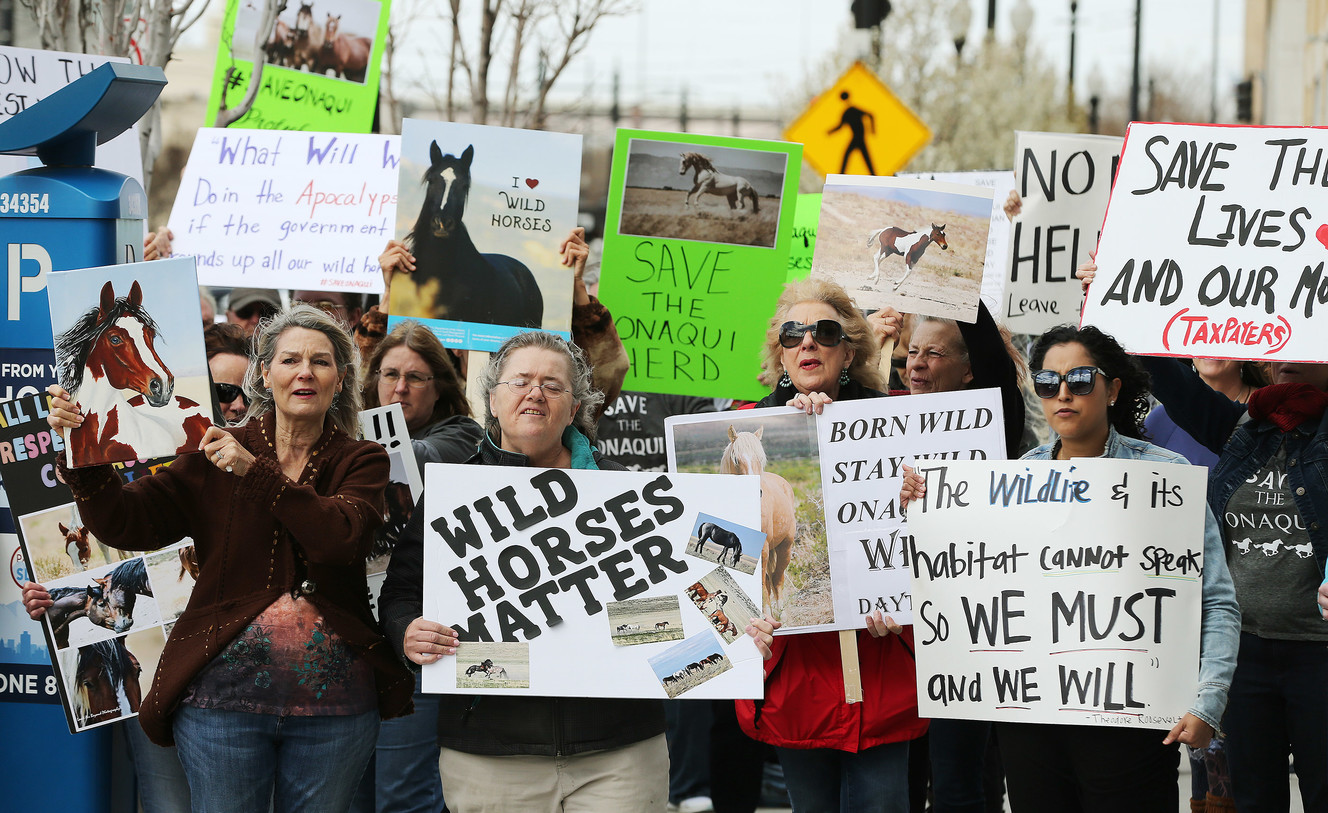 'Let them be wild and free': Group protests planned roundup of wild Onaqui horses
