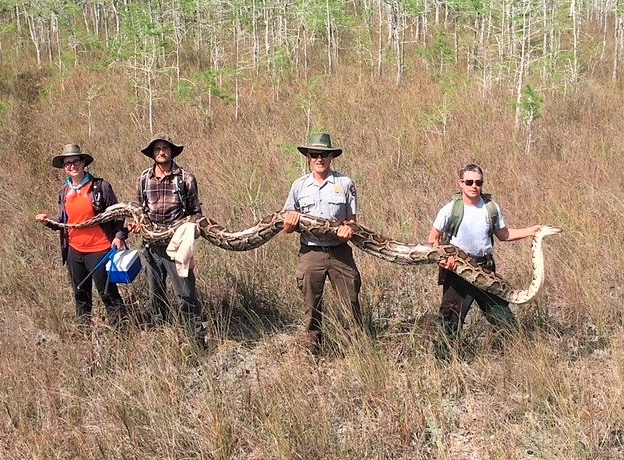 Scientists just captured a record 17-foot-long python in Florida