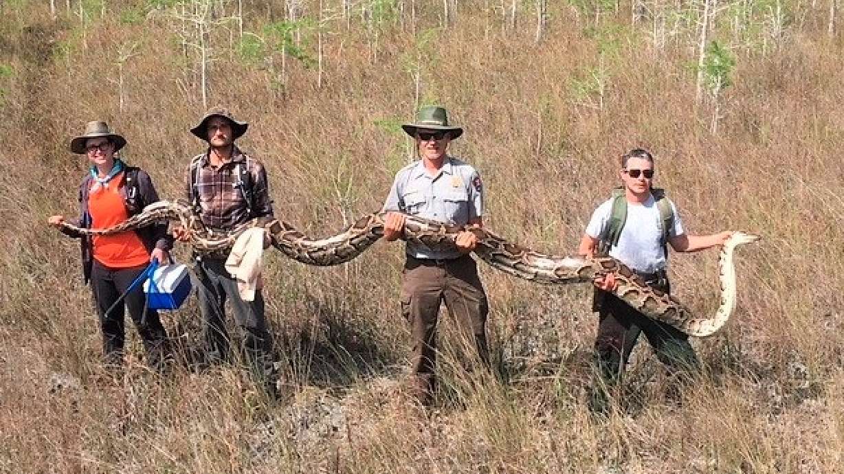 Scientists just captured a record 17-foot-long python in Florida