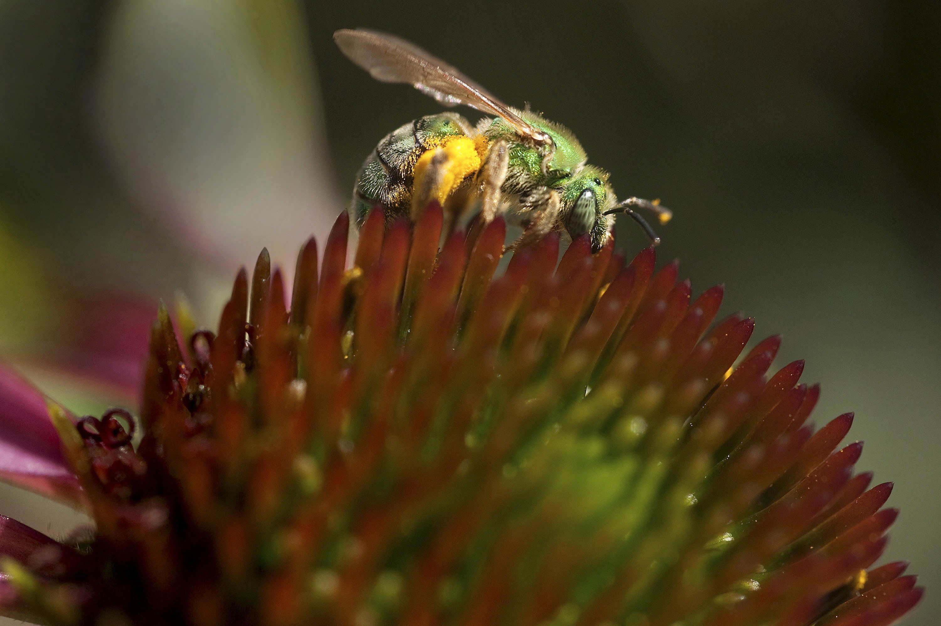 Tiny bees found in woman's eye, feeding off tears
