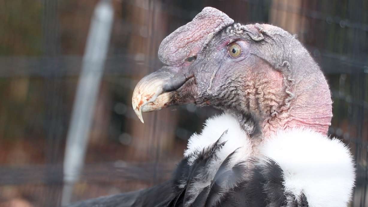 Tracy Aviary to celebrate resident 'cele-birdy' Andy the Andean condor's 60th birthday