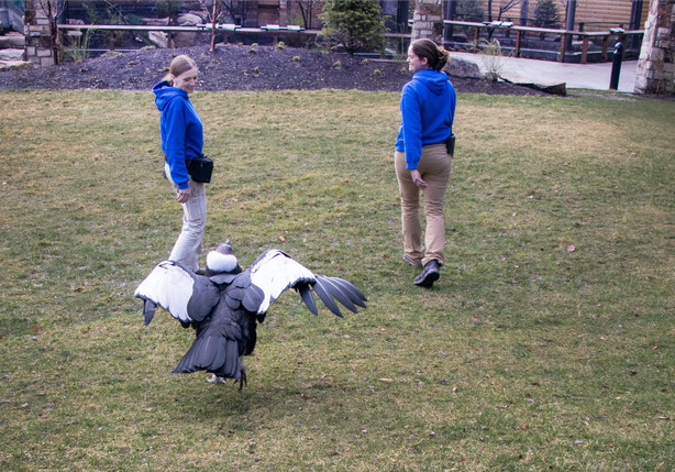 Andy, an Andean condor, walks around with Helen Dishaw curator of bird programs at Tracy Aviary (left) and Jackie Kozlowski, the senior bird show trainer (right) at Tracy Aviary in Salt Lake City, on Saturday, April 6, 2019. The aviary is celebrating Andy's 60th birthday with a day-long celebration on April 27. (Photo: Carter Williams, KSL.com)