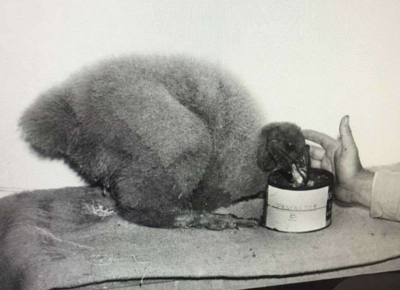 An undated photo of young Andy the Andean Condor. Andy hatched at the San Diego Zoo in 1959 and was sent to the Tracy Aviary the following year. He's been an aviary favorite since. (Photo courtesy Tracy Aviary)