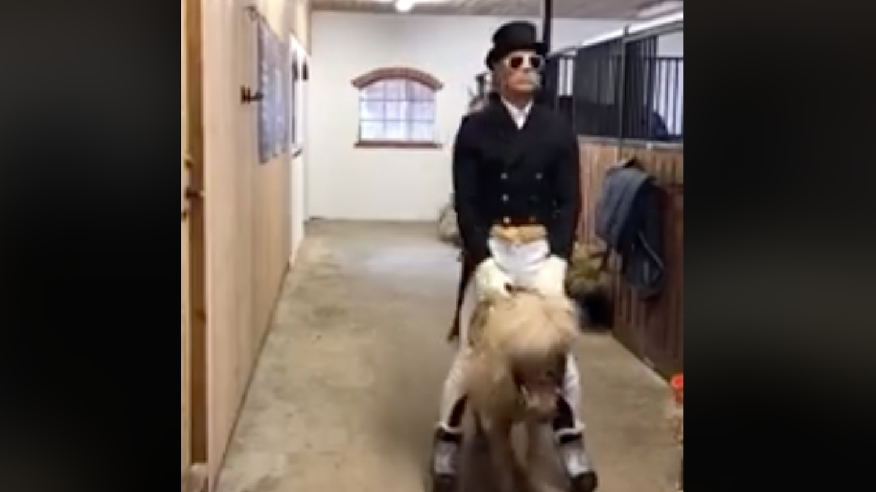 Have You Seen This? How to ride a mini horse