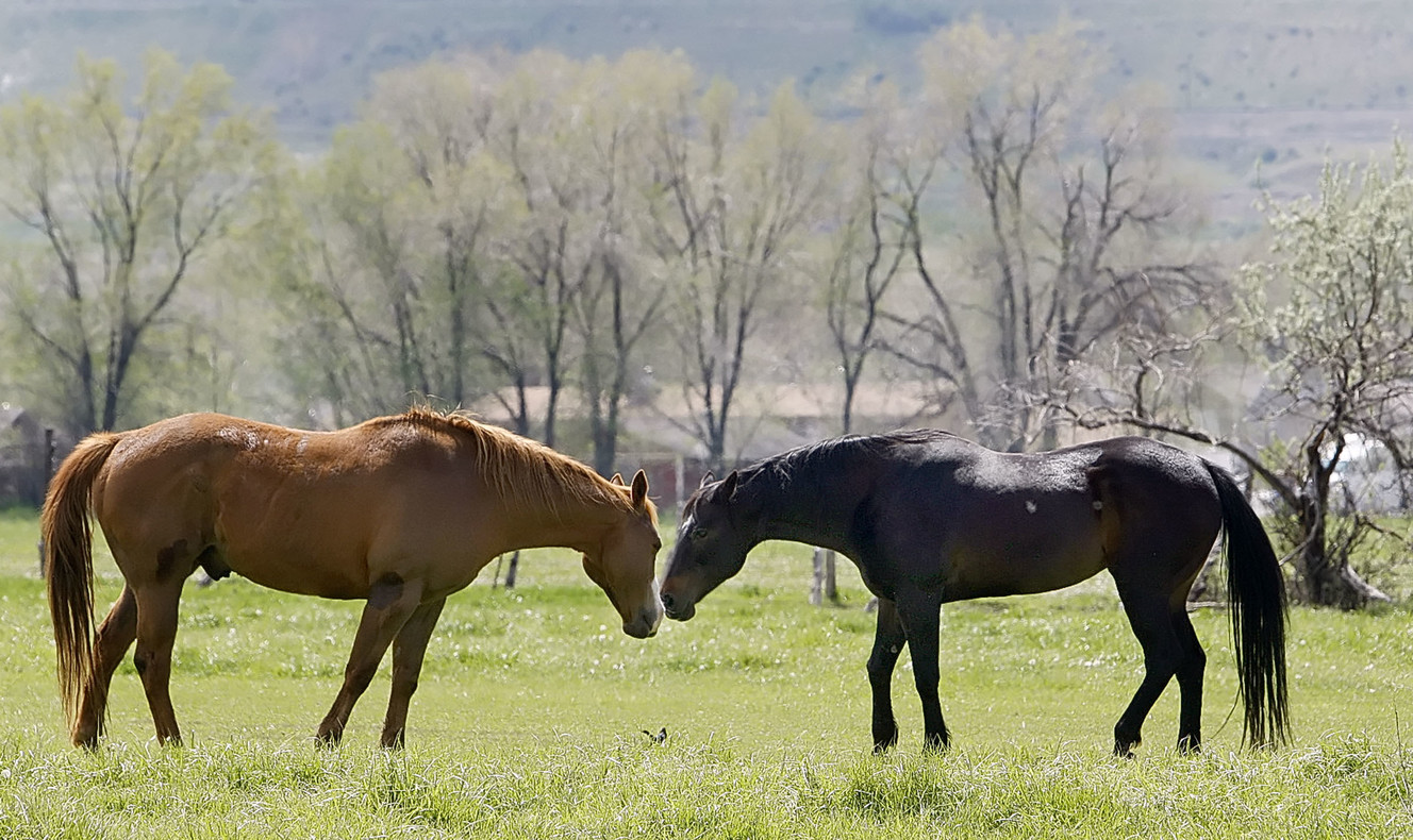 Utah state veterinarian warns of potential equine herpes outbreak