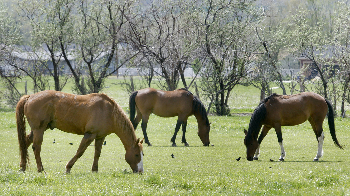 Horses graze in a field in Magna Tuesday, May 17, 2011. An outbreak of equine herpes in neighboring states is prompting a warning by the Utah state veterinarian. (Photo: Scott G Winterton, KSL)