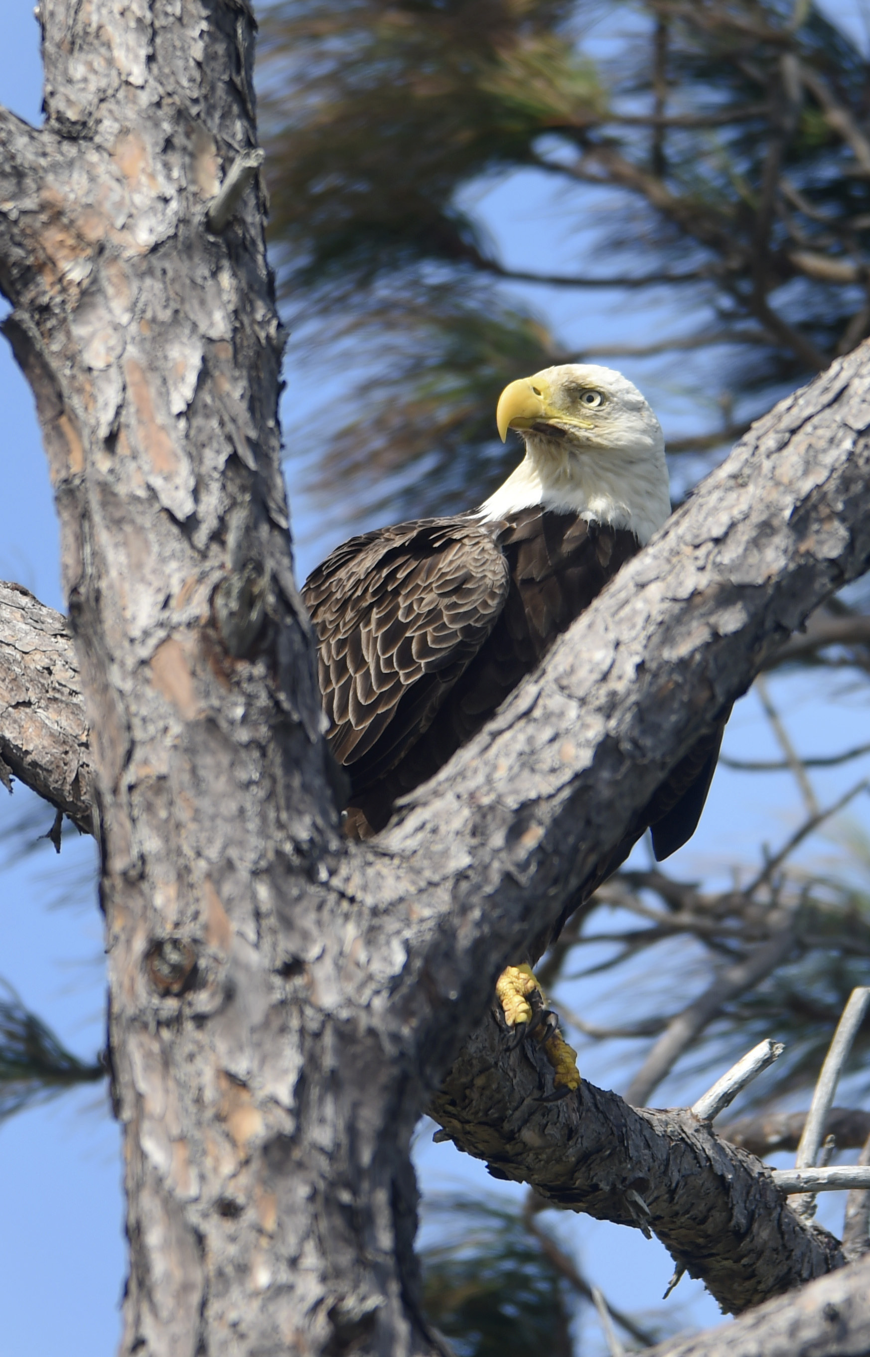 2 bald eagle eggs hatch in California mountains