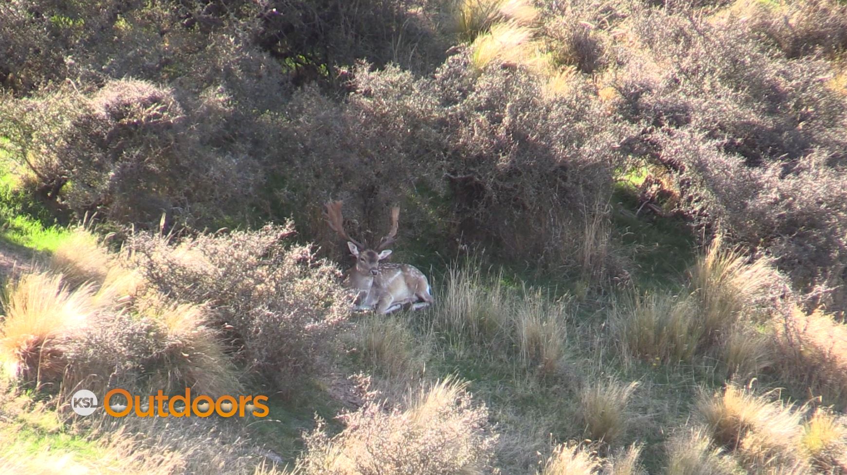 Field Guide: Fallow Deer