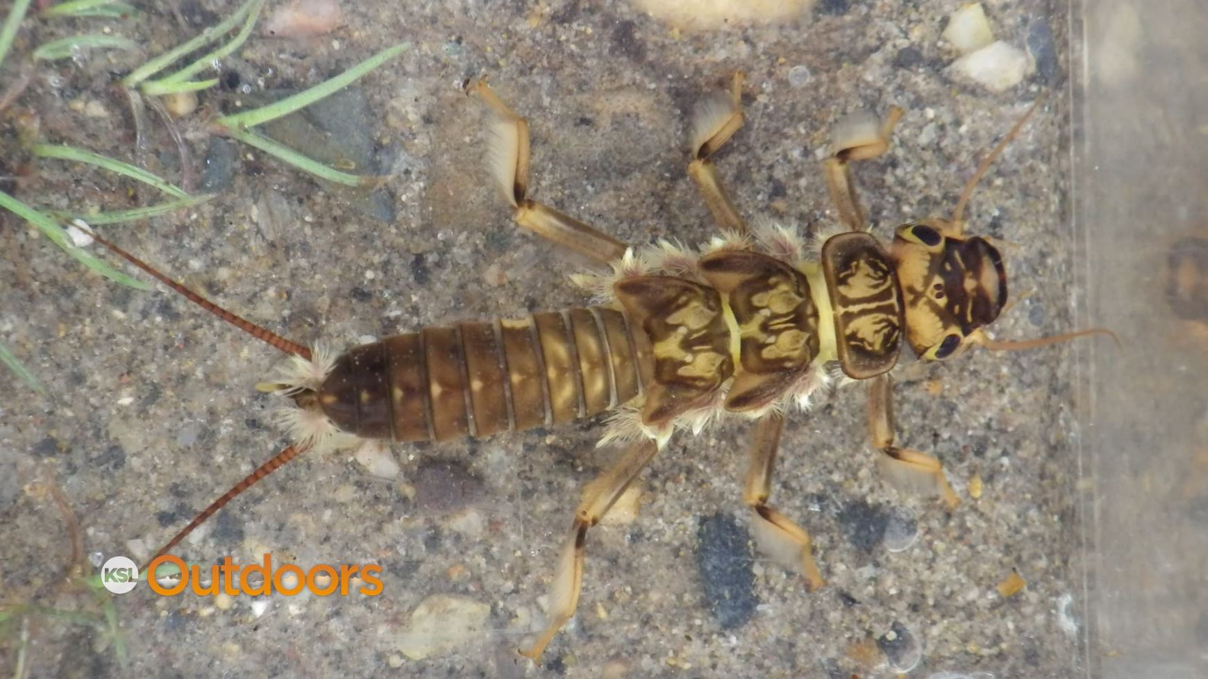 Fish Tech Fishing Tip: Fishing after a Dam Release