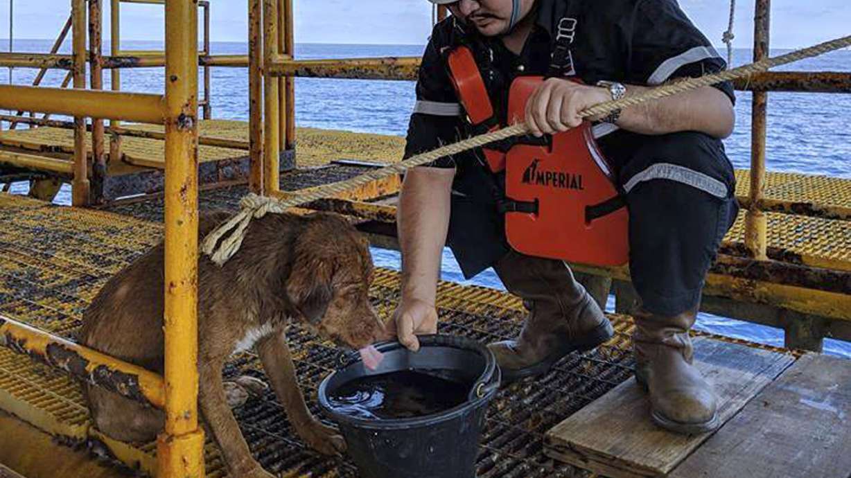 Thai oil rig workers rescue dog swimming 135 miles offshore