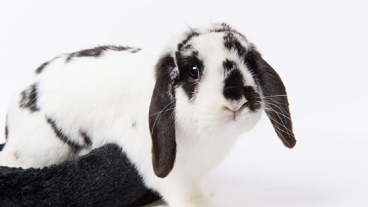 If you adopt a bunny this Easter, just make sure it's for the right reasons