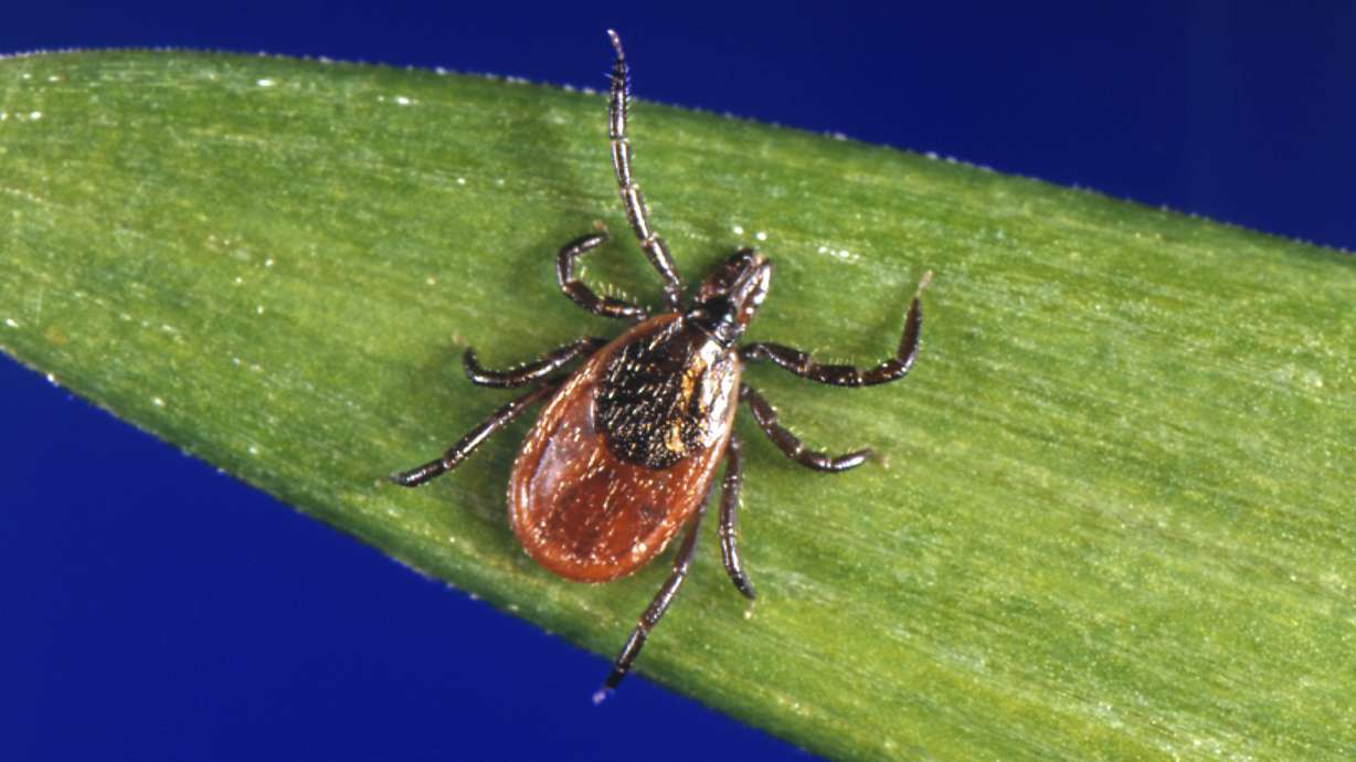Tick, tick, tick: Alaska braces for invading parasites